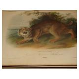 Hand colored plate from J. J. Audubon