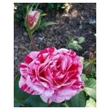 SWEET JUNE Estate Sale by Angel Heart Estate Sales
