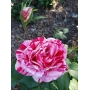 SWEET JUNE Estate Sale by Angel Heart Estate Sales