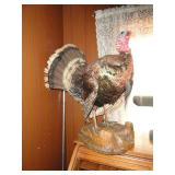 Taxidermy Turkey