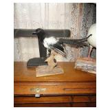 Taxidermy
