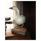 Taxidermy