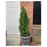 cedar in footed urn one of two