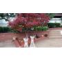 North Arlington Sports Memorabilia & Household Furnishings