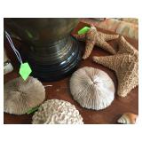 Sea shell collection 