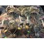 Antique Sconces 