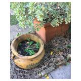More pots with plants 