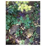 Flagstone and Rocks 