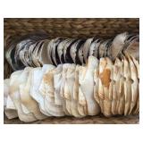 shell collection