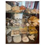 Sea shell Collection