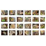 Individual Photos of Sea shells