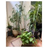 Indoor House Plants