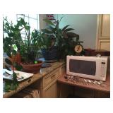 Indoor plants, microwave oven