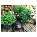 Plants, planters and frogs