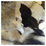 Various types of skins: cowhide, raccoon