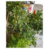 Plants