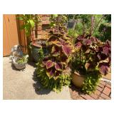 Many outdoor Potted plants