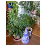 Plants throughout home