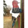 primitive woodpecker, more than life-sized
