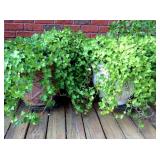 Oversized resin pots with ivy