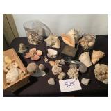Seashell Lot