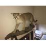 Federal Way Online Estate Sale - Taxidermy Mount Cougar, Slot Machine, Vintage Collectibles & more.