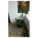 Larchmont Village Estate Sale