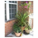 potted plants