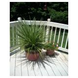 potted plants