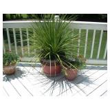 potted plants
