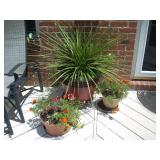 more potted plants