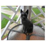 Cast iron cat