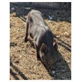 Livestock pig