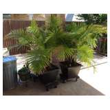 Large potted plants