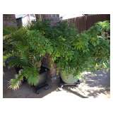 Large potted plants