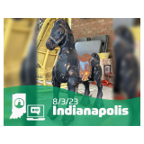 Bidding Bonanza: Le Creuset Cookware, Antiques, And Household Items Await You In Indy Online Estate 