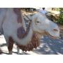 Estates of Edna Gunette & Bessie Vogta - Early Chinese & Japanese Ceramics - CIRCUS CAMEL