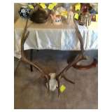 Elk antler mount