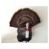 Turkey head mount