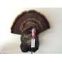 Turkey head mount