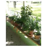 Misc. Plants