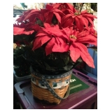 Poinsetta