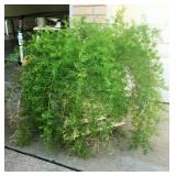LARGE ASPARAGUS FERN   