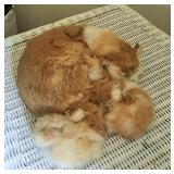 LIFELIKE MOMMA CAT WITH KITTENS  