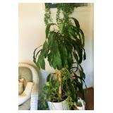 REALLY NICE CORN PLANT  