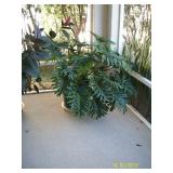 We have large LIVE plants