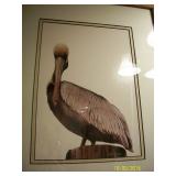 Pelican painting 