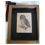  Owl Picture