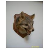 Coyote head mount