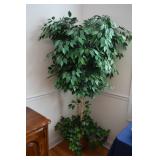 silk tree
